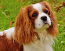 Cavalier King Charles / Cavapoo Hand-stitched Needlepoint Belt by Charleston Belt