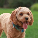 Cavalier King Charles / Cavapoo Hand-stitched Needlepoint Belt by Charleston Belt